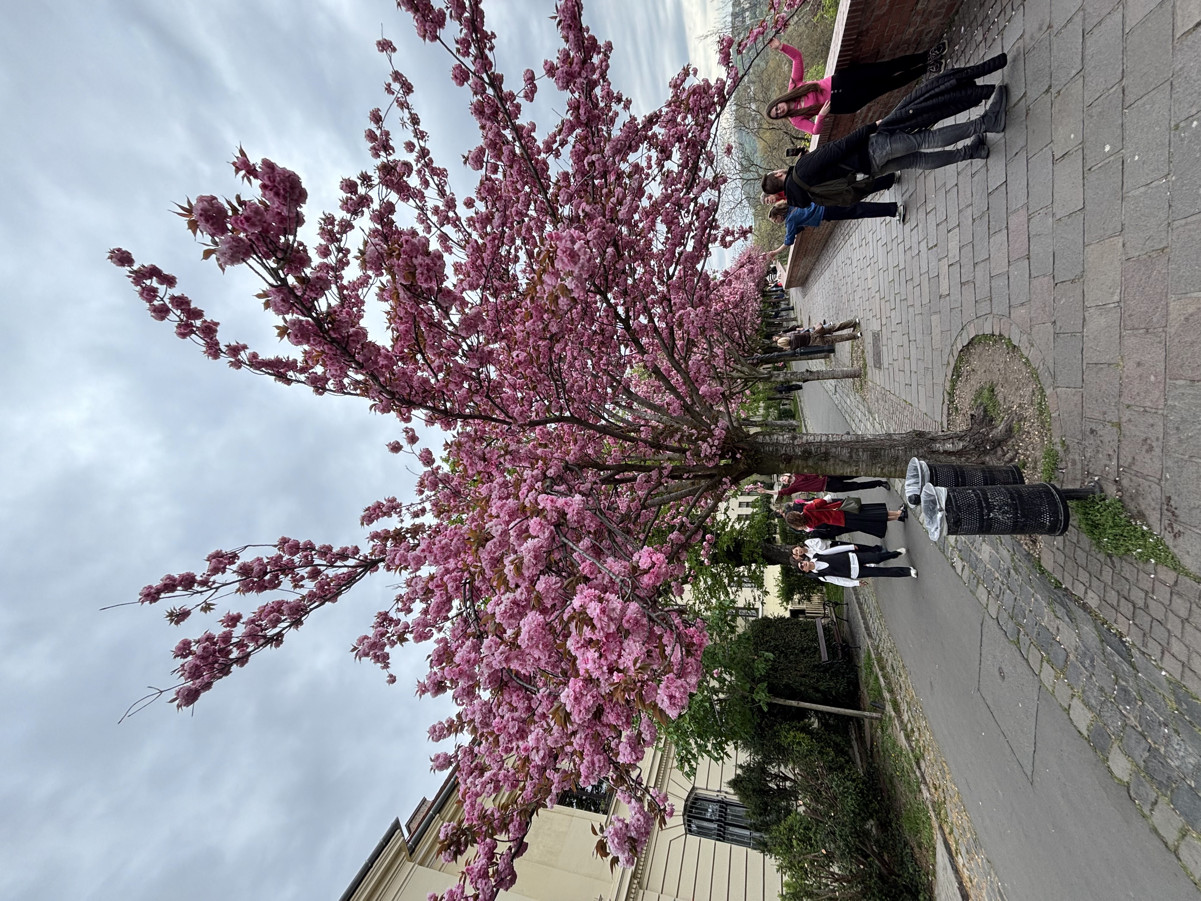 Blossoming Cherry Trees Show You the Real Beauty of Spring in Budapest